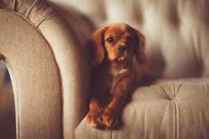 Hond op bank beschermd door duurzame meubelhoes tegen vuil en beschadiging