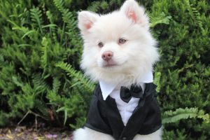 Home Professionele hondentrimmer in Zwolle verzorgt een hond met expertise en aandacht