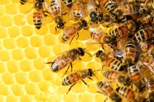 Home Bijenpollen en propolis - natuurlijke bijenproducten met gezondheidsvoordelen voor immuniteit en welzijn