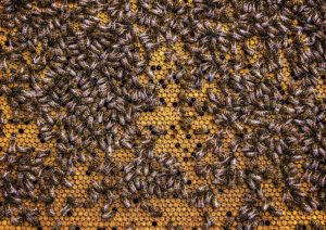 Propolis kopen: natuurlijk bijenproduct voor sportherstel, ontstekingsremming en verbeterde sportprestaties
