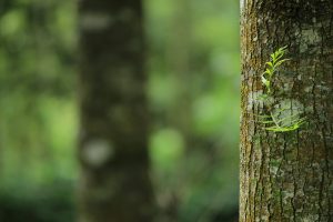 Home Kinderen op speurtocht op de boerderij tussen groen veld, avontuur en leren in de natuur