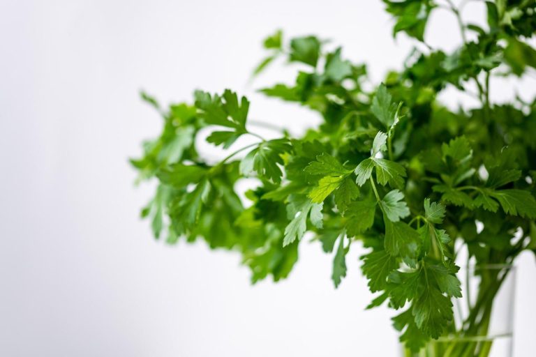 Home Assortiment biologische producten bij een groothandel inclusief verse groenten, thee en duurzame verpakking